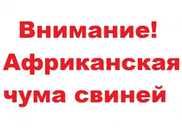 Очаги африканской чумы свиней обнаружены на двух свинокомплексах группы «Агроэко» в Калачеевском районе..