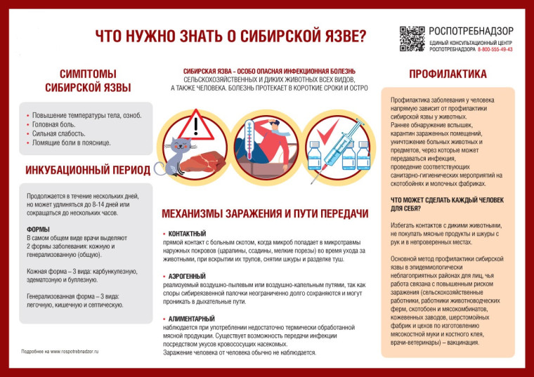 ВНИМАНИЕ! Сибирская язва. ВНИМАНИЕ! Сибирская язва.